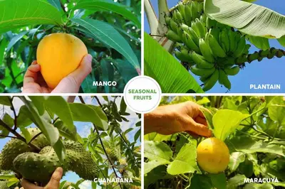 a collage of pictures of bananas and other fruits at Beach House with AC Surrounded by Nature in Moñitos