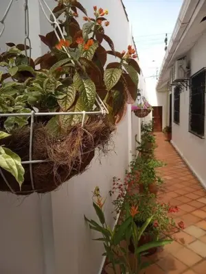 a bunch of plants in baskets on a wall at Casa Blanca María Barranquilla - Authentic republican house in Barranquilla