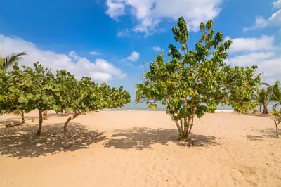 a row of trees on a sandy beach at Habitacion Playa Linda 103 in Coveñitas