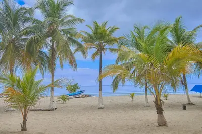 a group of palm trees on a sandy beach at Magico Apartamento Frente al Mar 3 Habitaciones C11A in Coveñas