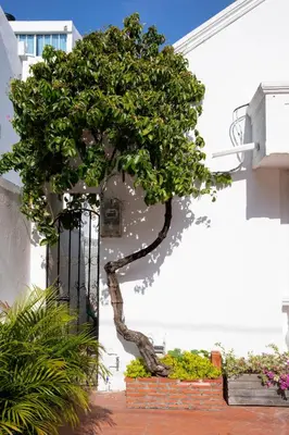 a tree sitting in front of a building at Casa Palmar Cartagena in Cartagena de Indias