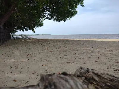a sandy beach with a tree and the ocean at Cabañas OnBeach in San Antero