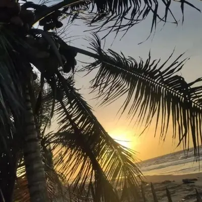 a palm tree on the beach with the sunset at Casita del Viento in San Bernardo del Viento