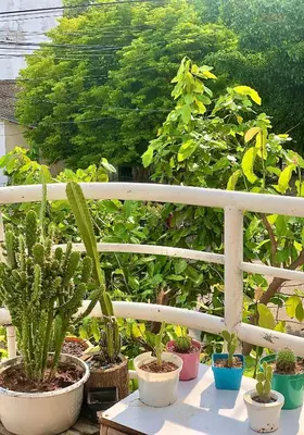 a group of potted plants sitting on a balcony at Acogedor apartamento en bruselas in Cartagena de Indias