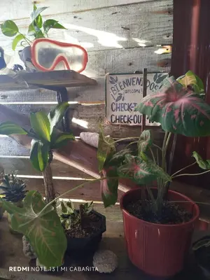a group of potted plants sitting on a shelf at Mi Cabañita Guest House in Playa Blanca
