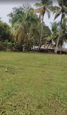 a field of grass with palm trees in the background at Hostal torres del caribe in San Bernardo del Viento