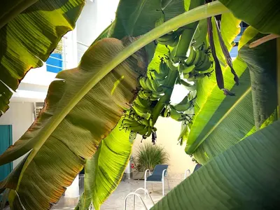 a bunch of bananas hanging from a banana tree at Charme 64 Hotel Boutique in Cartagena de Indias