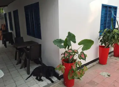 a black dog sleeping next to a building with a plant at Belcanto Room's in Cartagena de Indias