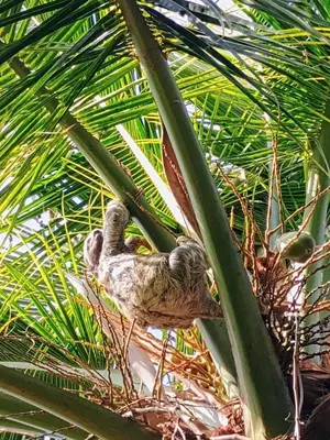 a baby bird is sitting in a palm tree at Cabaña Maria José in Moñitos