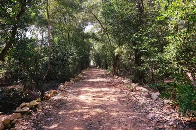 a dirt road in the middle of a forest at Cabaña Tierramia 1 in San Silvestre
