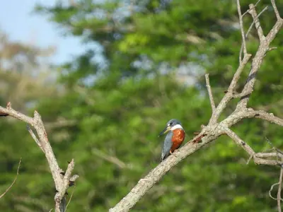 a bird perched on top of a tree branch at SiÉ Cabaña en Coveñas cerca a la playa in Coveñas