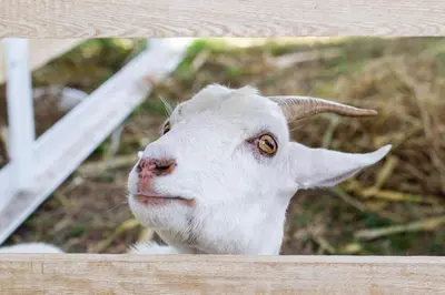 a white goat looking over a wooden fence at Hotel - Granja de Animales San Basilio de Palenque in San Basilio del Palenque