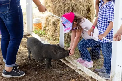 a little girl is petting a small black pig at Hotel - Granja de Animales San Basilio de Palenque in San Basilio del Palenque