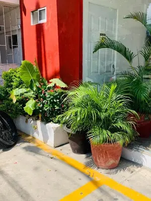 a group of potted plants in front of a house at HOTEL BELLAMAR in Cartagena de Indias