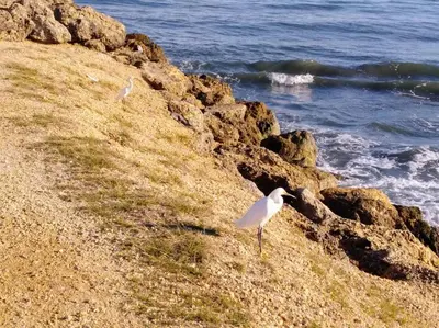 two white birds standing on the rocks near the ocean at Cartagena más cómoda y económica in Cartagena de Indias