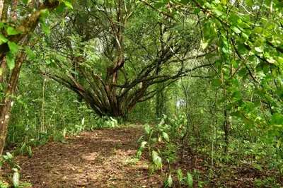 a trail in a forest with a large tree at Pajarito Eco-Lodge frente al mar in Cedro
