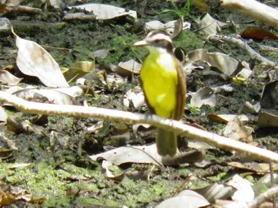 a small yellow bird sitting on a tree branch at Pajarito Eco-Lodge frente al mar in Cedro