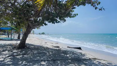 a palm tree on a sandy beach with the ocean at Cabaña La Pereztroica 2 in Puerto Viejo
