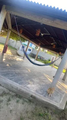 a dog laying on the ground under a roof at Villa Carolina SM in Santa Marta
