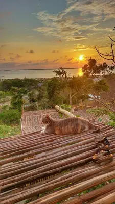 a cat laying on top of a pile of wood at Puerta al Mar Ecolodge Glamping in Tubará