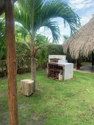 a palm tree sitting in the grass next to a building at Cabaña El Esplendor in San Bernardo del Viento