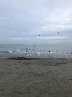 a flock of birds flying over the beach at la Ola de la Vida con AA WIFI in Cartagena de Indias
