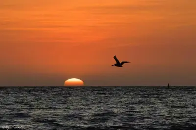 a bird flying over the ocean at sunset at Casa Amin Tolu in San Silvestre
