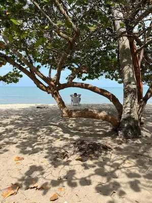 a dog standing next to a tree on the beach at Casa Amin Tolu in San Silvestre