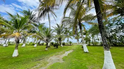 a field with palm trees and a dirt road at Cabaña Villa Palmaral in Moñitos