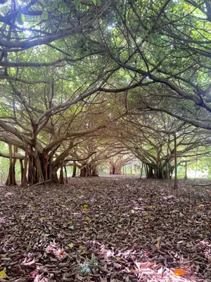 a row of trees with leaves on the ground at Palma Plata islas del Rosario in Isla Grande