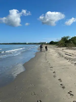 two elephants walking on a beach with the water at Lujo y relax frente al mar en Morros Eos in Cartagena de Indias