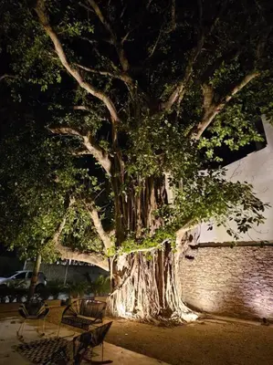 a large tree sitting next to a brick wall at Cartagena Martinique - Hermoso apartamento con Jacuzzi en el Balcón! in Cartagena de Indias