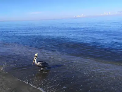 a bird standing in the water on the beach at Azul in Santa Marta