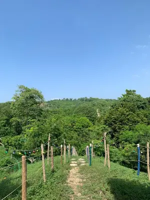 a dirt road with fence posts and trees at Restaurante y Ecohostal Casa Loma in Chorrera