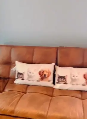 a dog and four cats on pillows on a couch at Mirador del Laguito 13003 in Cartagena de Indias