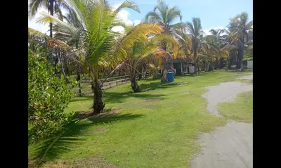 a field with palm trees and a dirt road at Hermosa Cabaña Frente Al Mar in San Bernardo del Viento