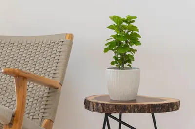 a potted plant sitting on a table next to a chair at CB906 | Encantadora suite ocean view y diseño cálido in Cartagena de Indias