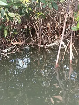 a body of water with some grass and weeds at Hostal Playa Descalzo in Cartagena de Indias