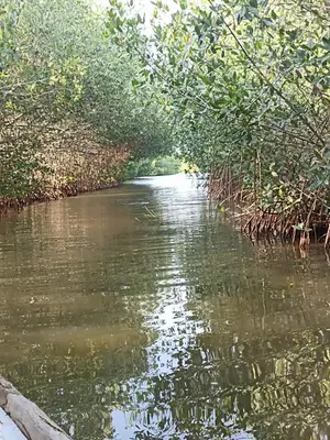 a river through a jungle with trees on the side at Hostal playa descalzo in La Boquilla