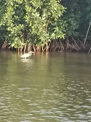 a white bird swimming in the water near trees at Hostal playa descalzo in La Boquilla