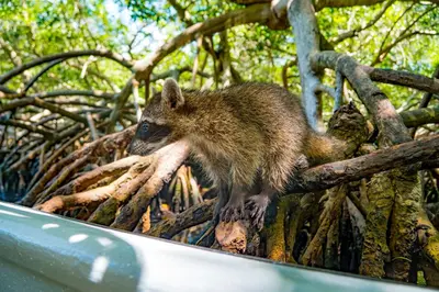 a small animal sitting on a tree branch at Shekina Club House in Playa Blanca