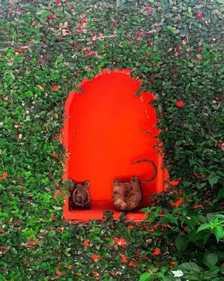 two cats sitting on a red object in a field of flowers at Zana Hotel Boutique in Cartagena de Indias