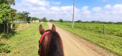 a horse is walking down a dirt road at Alquiler de caballos y cabalgatas por el Atlántico in Baranoa