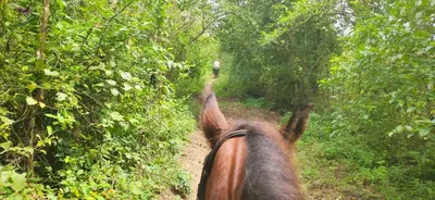 a person riding a horse on a dirt road in the woods at Alquiler de caballos y cabalgatas por el Atlántico in Baranoa