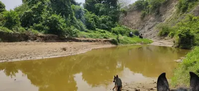 a dog standing in front of a river at Alquiler de caballos y cabalgatas por el Atlántico in Baranoa