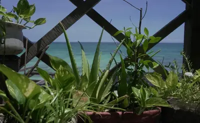 a window with plants and the ocean in the background at Beautiful Cabaña facing the Caribbean Sea! in Cartagena de Indias