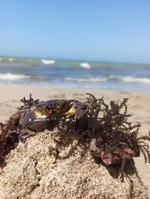 a crab on the sand on the beach at Glamping Arena in El Porvenir