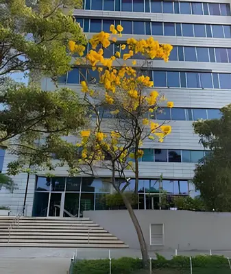 a tree with yellow flowers in front of a building at Apartamento en Bluegardens 1405 in Barranquilla