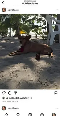 a dead animal laying on the ground next to a bench at Casa de playa Manglares in Tolú