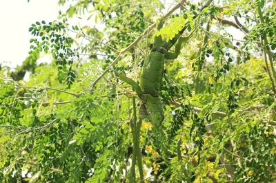 Gallery image of Beautiful oasis of peace in the heart of Pradomar! in Puerto Colombia